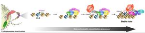 The H3.3-CBX7-KAP1 axis: A new pathway for heterochromatin establishment