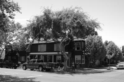Street Trees