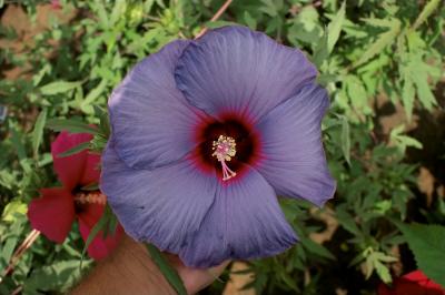 Rare Hibiscus