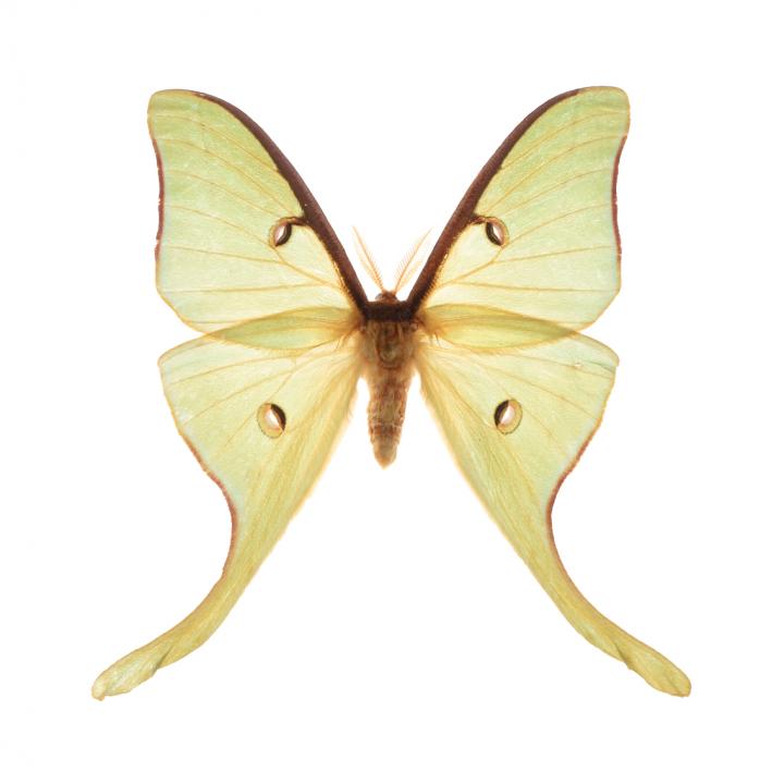 The Ancient Arms Race Between Bats and Moths (2 of 9)