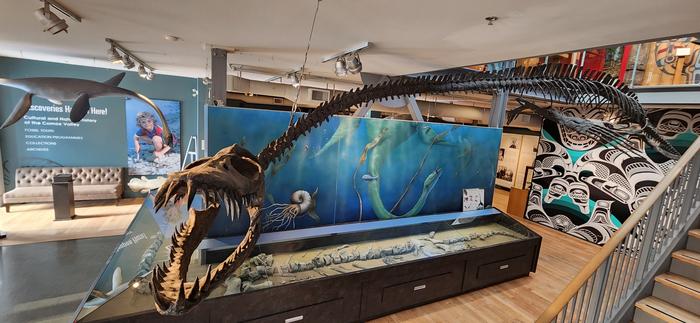 Museum display of Traskasaura in The Courtenay and District Museum and Palaeontology Centre