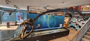 Museum display of Traskasaura in The Courtenay and District Museum and Palaeontology Centre