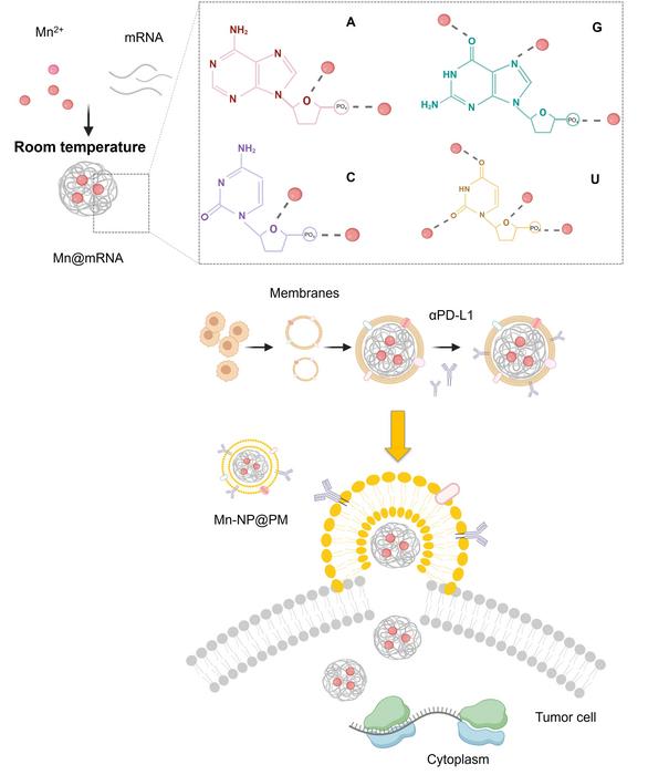 The metal-ion-chelating PTEN mRNA biomimetic delivery system for precise cancer immunotherapy.