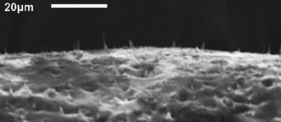 Flexible, Nanoscale 
