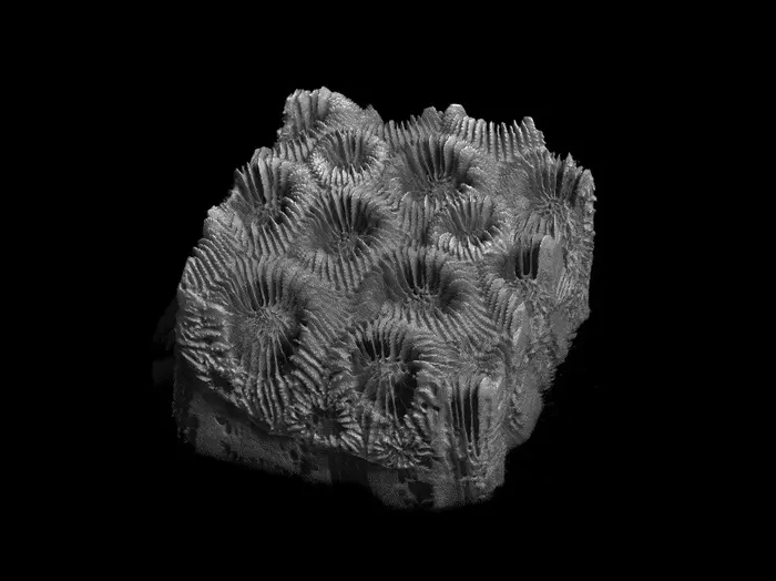 M. cavernosa