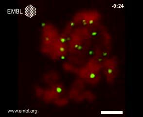 Cheating Microtubules