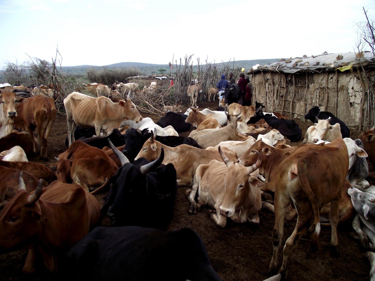 Kenyan Cattle