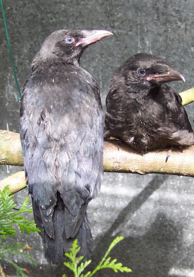 A Tale of Two Crow Genomes (13 of 15)