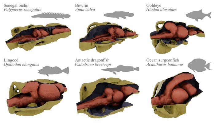 Fish brains within endocasts