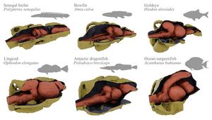 Fish brains within endocasts