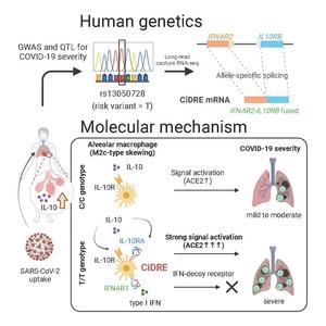 肺胞マクロファージを介したCOVID-19の重症化メカニズムを解明
