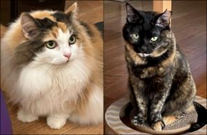 Calico cat and tortoiseshell cat