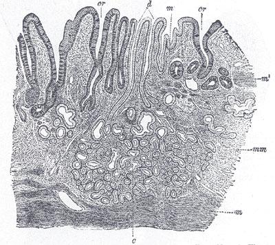 Mucus Barrier