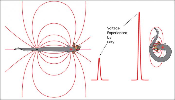Effect of Eel Curling on Prey