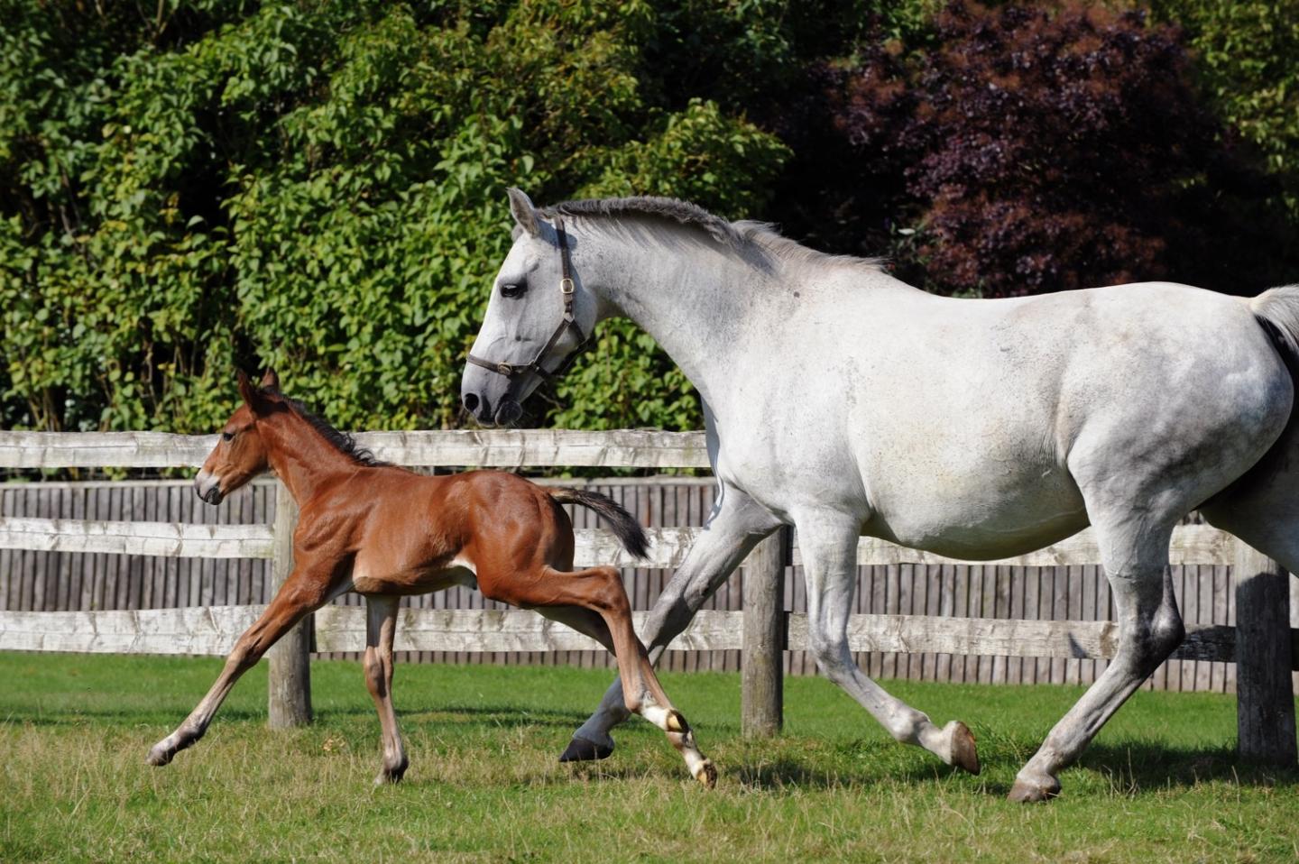 Twemlows Little ICSI Foal