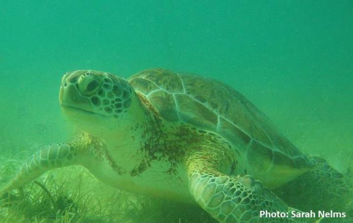 Turtle