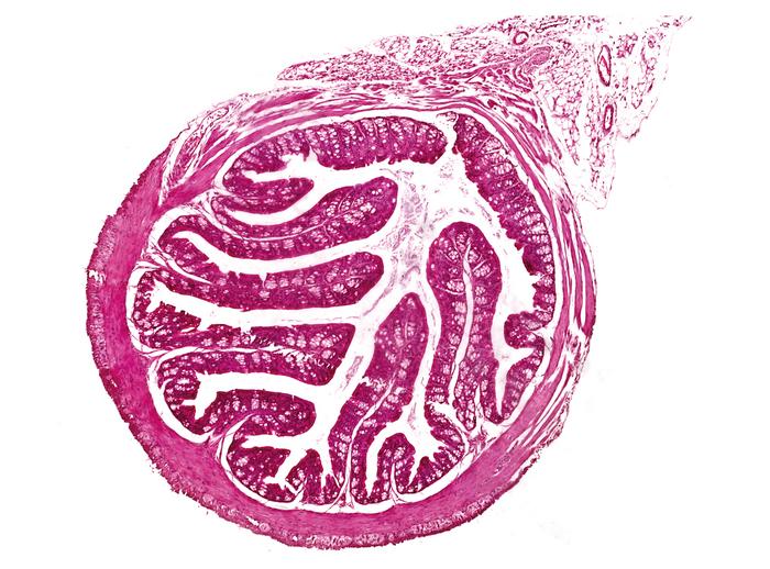 Cross section of mouse intestine
