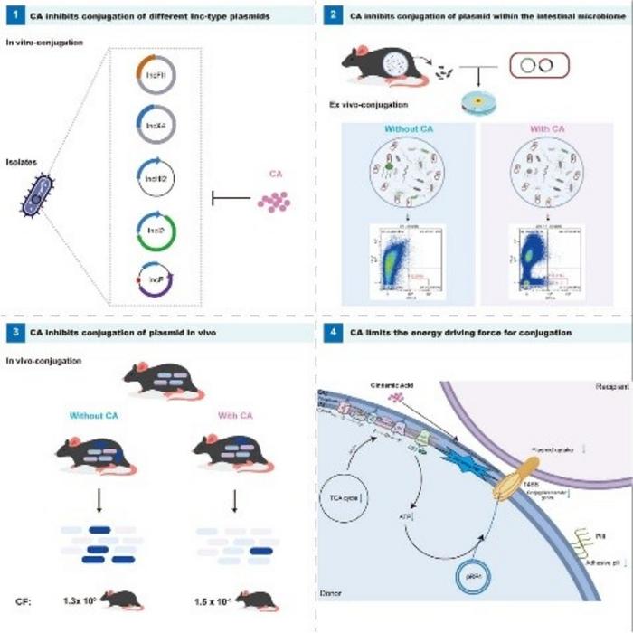 Graphical abstract