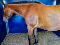 Horse Exhibiting Depressive-Like Behavior