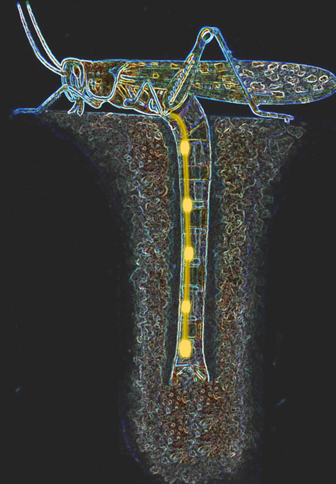 Female Locust