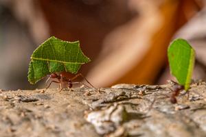 Leaf-cutter ant