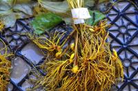 Dried Goldenseal