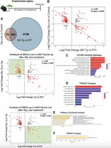 Growth hormone excess drives liver aging via increased glycation stress