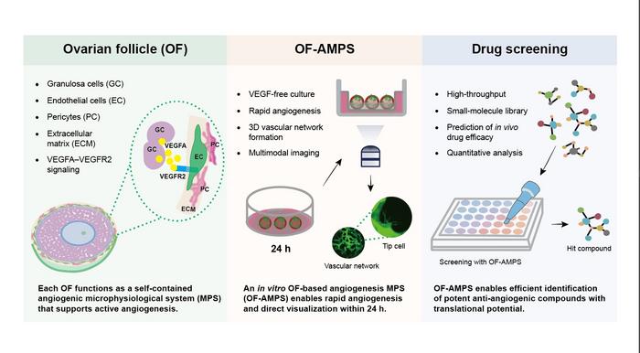 Overview of OF-AMPS for 3D angiogenesis and drug screening