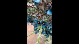 Collecting nectar from Puya alpestris
