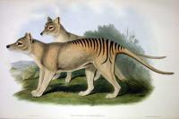 <i>Thylacinus cynocephalus</i>