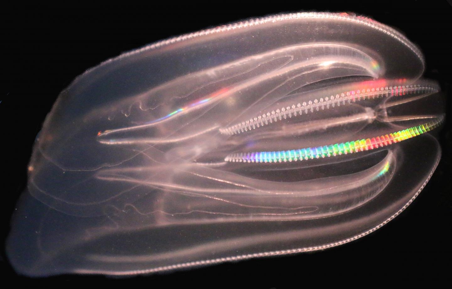 <i>Mnemiopsis leidyi</i>