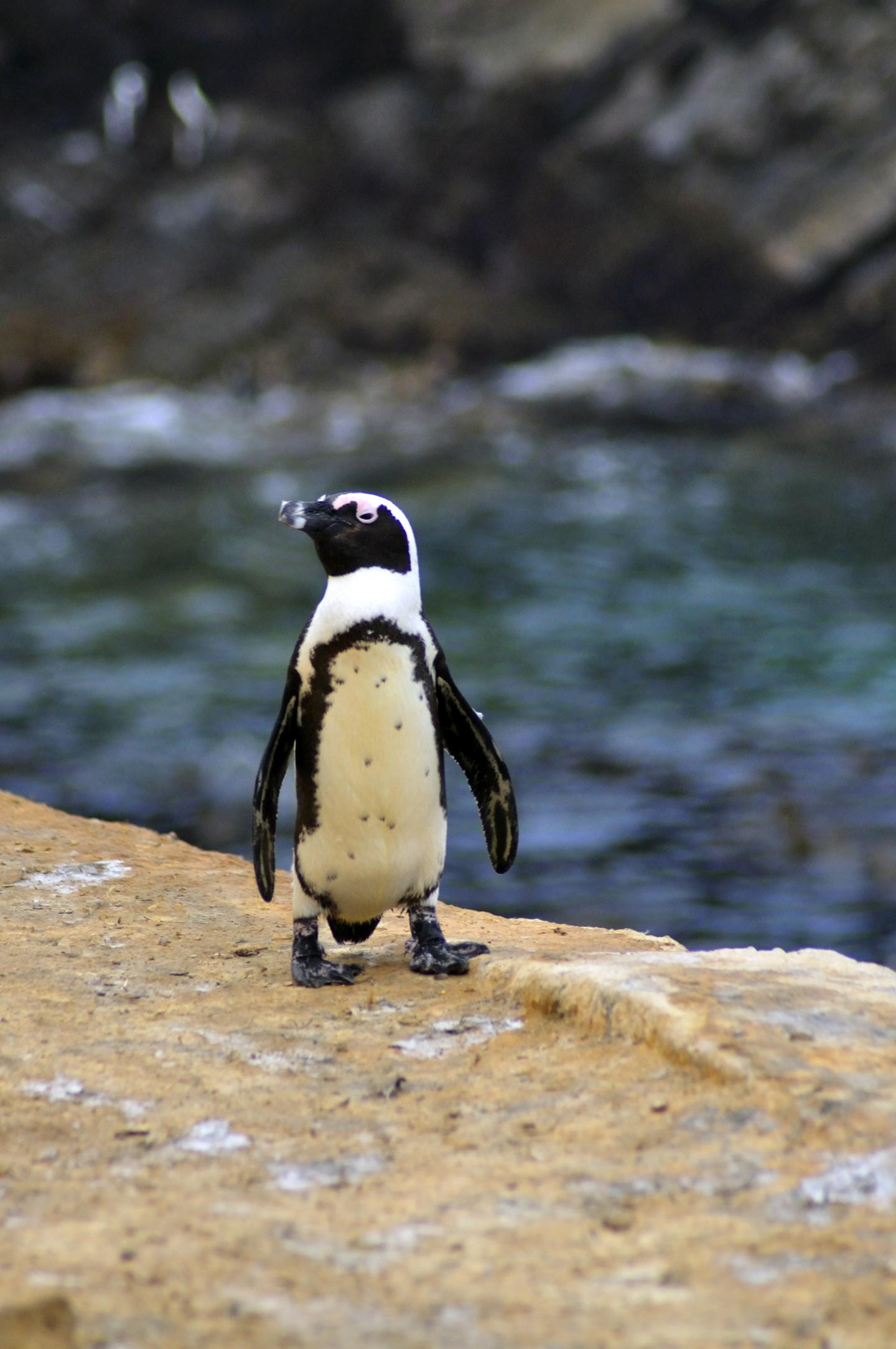 African Penguins (3 of 3)