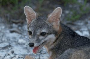 Cozumel dwarf fox