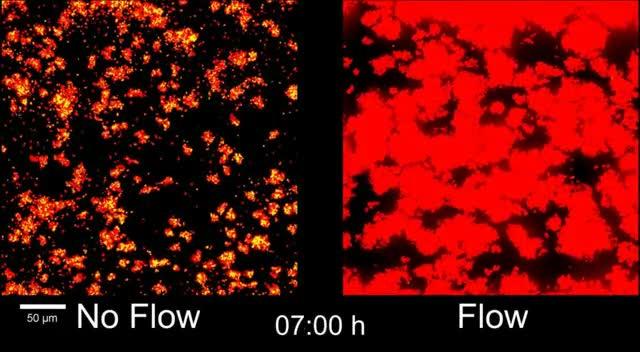 Quorum Sensing in No Flow and Flow