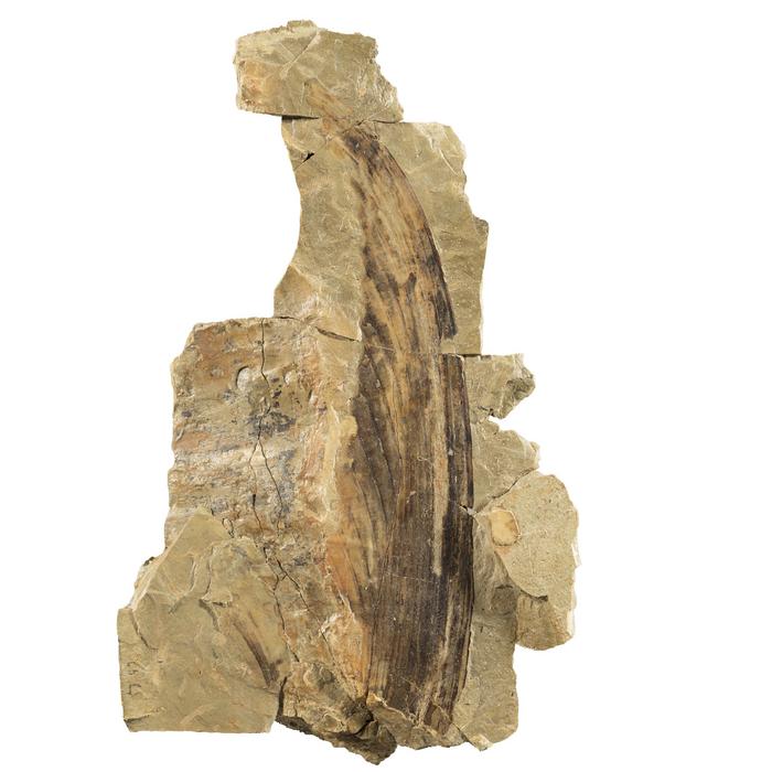 A large crest of Mirasaura