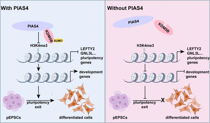 Figure 1. The schematic illustrates the mechanisms governing pluripotency exit, highlighting the pivotal role of PIAS4. By stabilizing KDM5B through SUMOylation, PIAS4 cooperatively modulates H3K4me3 levels at the promoters of pluripotency-associated gene