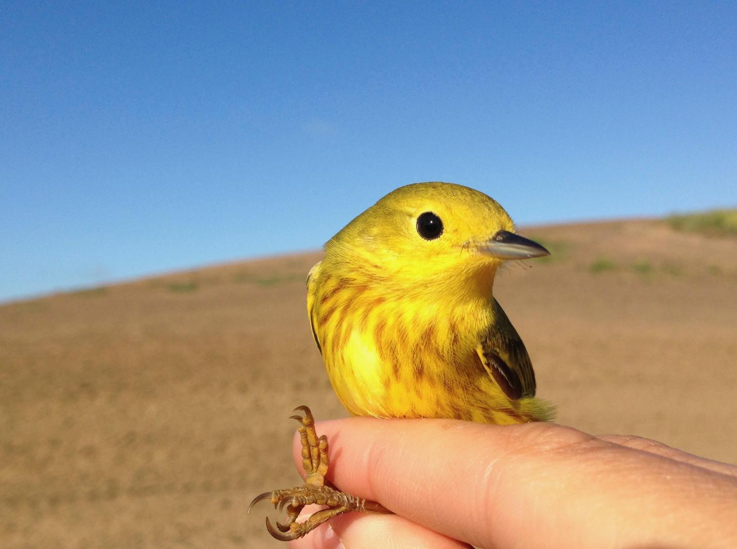 Migratory Birds Track Climate Across the Year