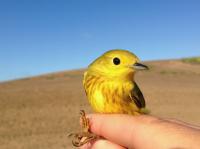 Migratory Birds Track Climate Across the Year
