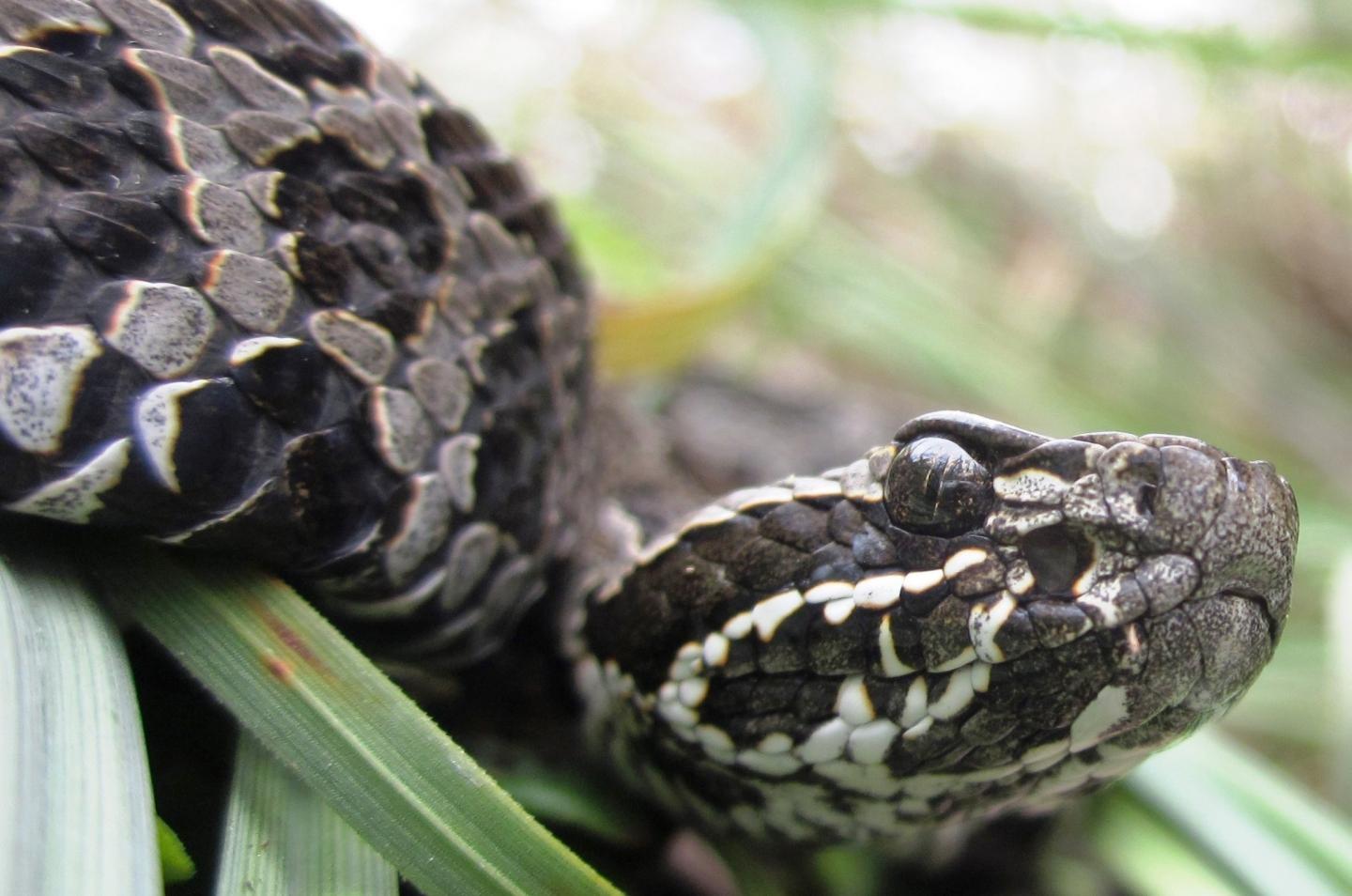 Eastern Massasauga Neonate