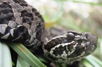 Eastern Massasauga Neonate