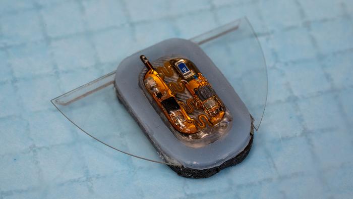 The magnetically actuated manta ray robot is equipped with flexible batteries, soft magnetic elastomer actuators and a lightweight hybrid circuit for sensing and wireless communication.