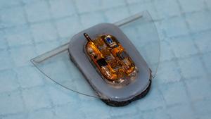 The magnetically actuated manta ray robot is equipped with flexible batteries, soft magnetic elastomer actuators and a lightweight hybrid circuit for sensing and wireless communication.