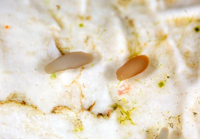 Coral Larvae
