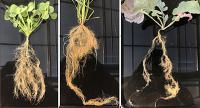 Crop roots