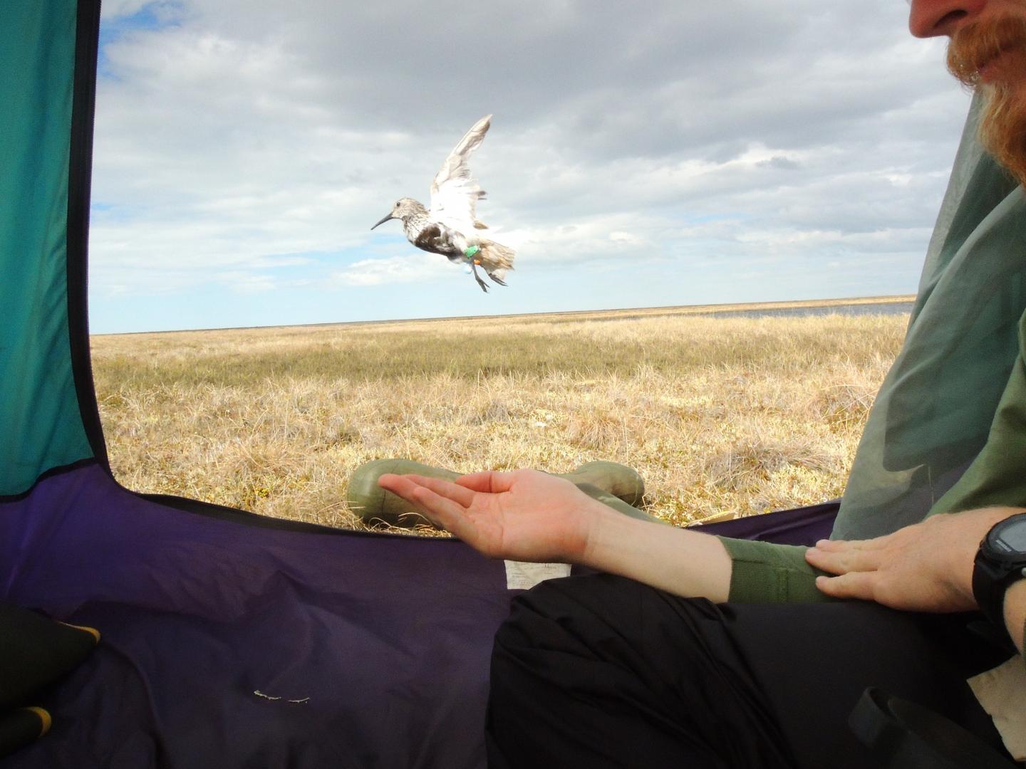 Dunlin Release