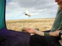 Dunlin Release