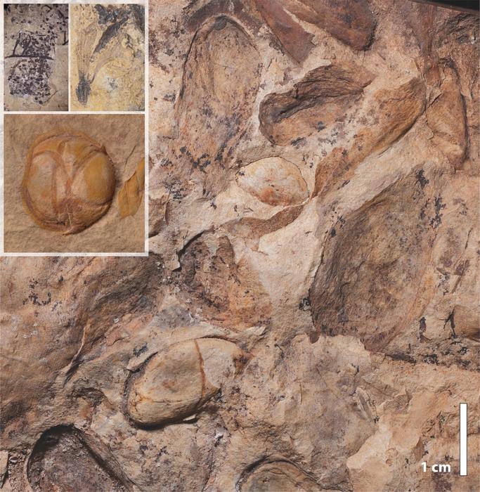 Fossilized seeds and fruits