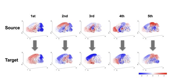 Mapping patterns of gene activity in the brain