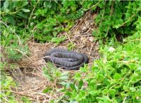 Tiger Snake (2 of 2)