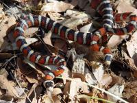 Sonoran Mountain Kingsnakes